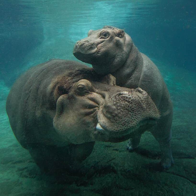 San Diego Zooさんのインスタグラム写真 - (San Diego ZooInstagram)「Whale what do we have here? Scientists used to think hippos were closely related to pigs and other ungulates, but as genetic research advanced they discovered that hippos are much more closely related to cetaceans—whales, porpoises, and dolphins. In fact, cetaceans are hippos’ closest living relatives. #WhaleofaDiscovery #WorthwhaleFact #HappyHippos #SanDiegoZoo  Learn more about 🦛s ➡ bit.ly/HippoZOONOOZ」3月22日 6時24分 - sandiegozoo