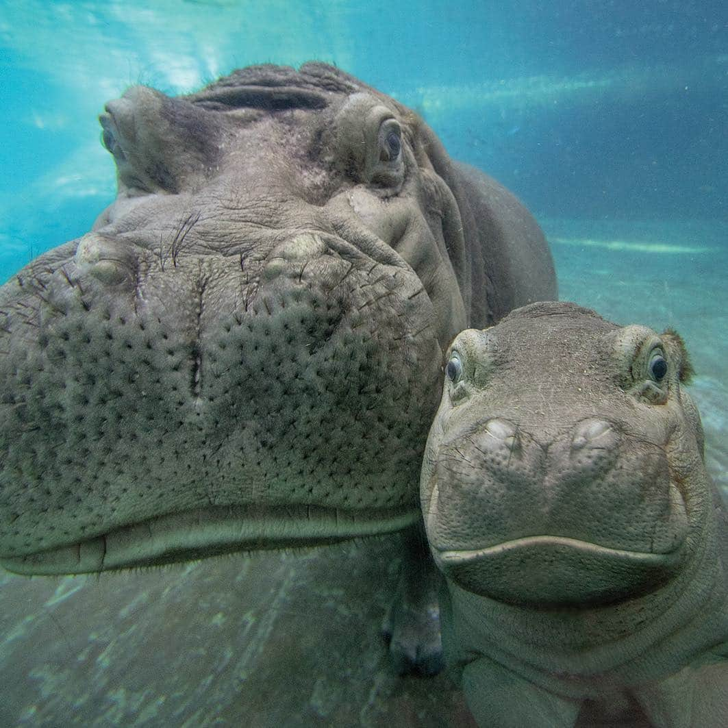 San Diego Zooさんのインスタグラム写真 - (San Diego ZooInstagram)「Whale what do we have here? Scientists used to think hippos were closely related to pigs and other ungulates, but as genetic research advanced they discovered that hippos are much more closely related to cetaceans—whales, porpoises, and dolphins. In fact, cetaceans are hippos’ closest living relatives. #WhaleofaDiscovery #WorthwhaleFact #HappyHippos #SanDiegoZoo  Learn more about 🦛s ➡ bit.ly/HippoZOONOOZ」3月22日 6時24分 - sandiegozoo