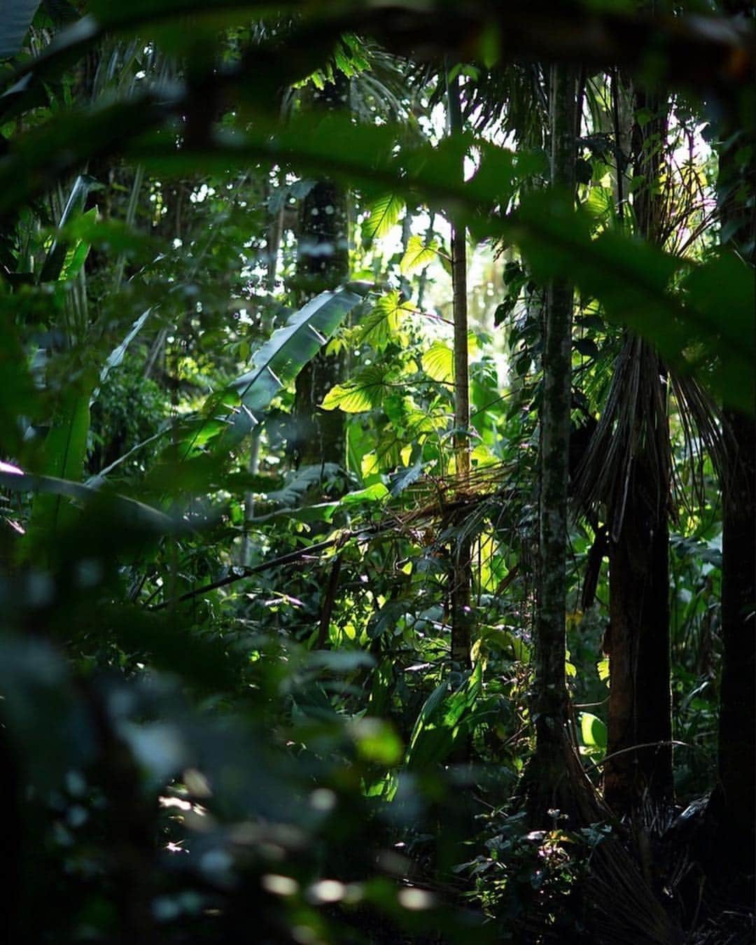 ボブ・マーリーさんのインスタグラム写真 - (ボブ・マーリーInstagram)「Happy International Day of Forests! 🌳🌲🌴 Today we celebrate @houseofmarley’s #ProjectMarley initiative with @onetreeplanted, which to date has planted over 148,000 trees to help build healthy and resilient forests in areas affected by deforestation. Check out the link in #houseofmarley’s bio to learn more. . 📷: @onetreeplanted」3月22日 6時34分 - bobmarley