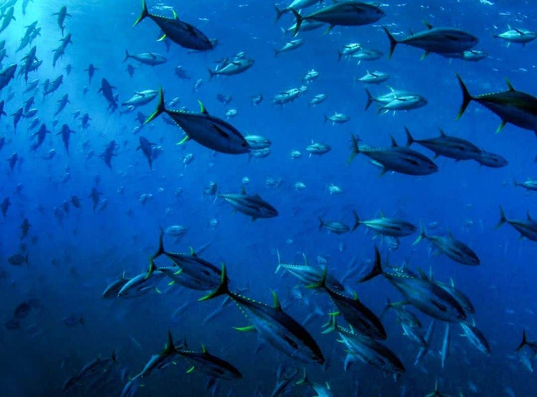 Costa Sunglassesさんのインスタグラム写真 - (Costa SunglassesInstagram)「Tuna tornado. #SeeWhatsOutThere 📷: @sport_fish_gallery」3月22日 6時30分 - costasunglasses