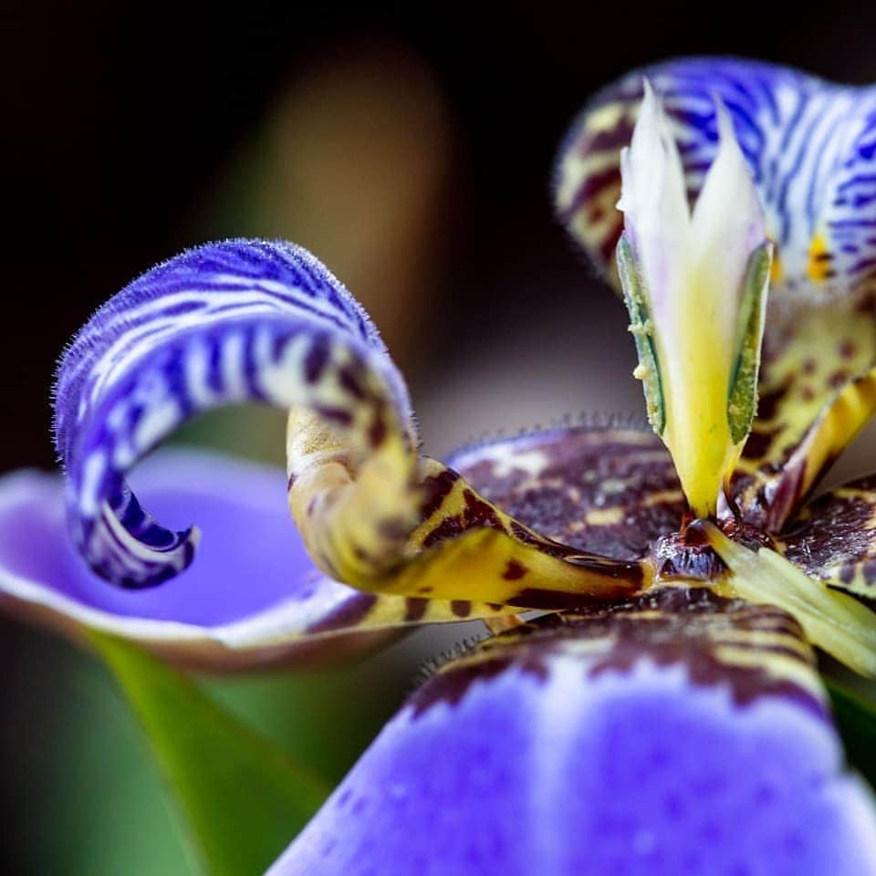 ニューヨーク植物園のインスタグラム