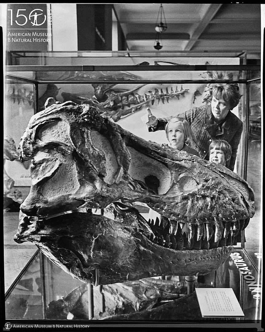 アメリカ自然史博物館さんのインスタグラム写真 - (アメリカ自然史博物館Instagram)「When did you see the Museum’s T. rex for the first time? This photo was snapped in 1966 in the Hall of Late Dinosaurs. To celebrate our 150th anniversary, the Museum is posting archival photos each week—and asking for YOUR stories! This month, share your photos, drawings, or a voice message about T. rex via our submission form for a chance to be featured. There will be other prompts throughout the year (like the Blue Whale!)—so stayed tuned. #linkinbio #AMNH150」3月22日 7時07分 - amnh