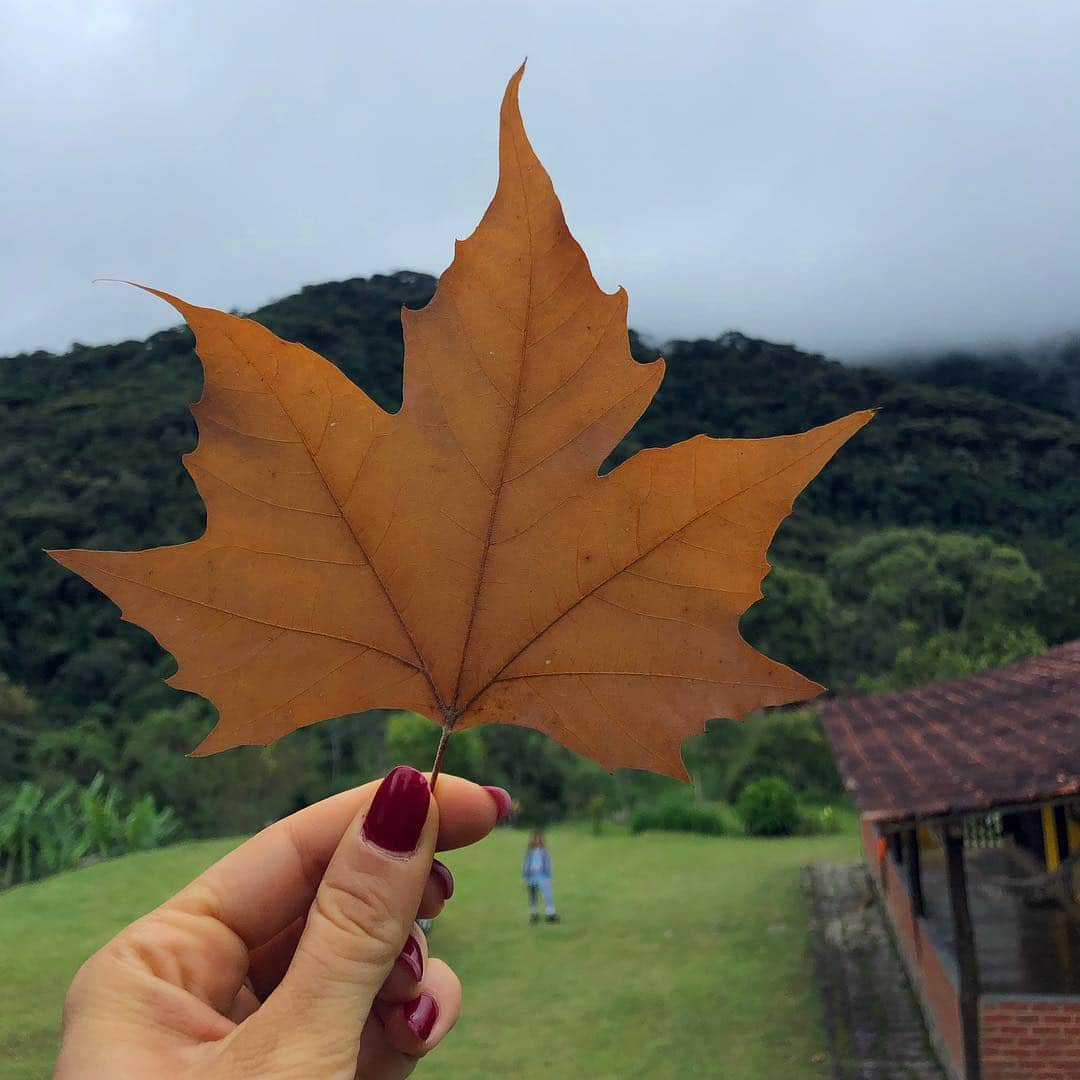 massaferaさんのインスタグラム写真 - (massaferaInstagram)「Outono ... 🍂🧡🍁 Amo  Amo o silêncio das tardes cinzas de outono o desenho das aves gravados no céu, amo andar por estes caminhos, entre árvores a balançar na brisa que vem do mar... Amo as horas paradas do tempo em que o mundo parece ter estacionado numa praia, onde as ondas fazem graça na areia branca.  Amo a criança ao fundo a menina dos meus olhos a tagarelar sobre suas curiosidades de mundo」3月22日 7時07分 - massafera