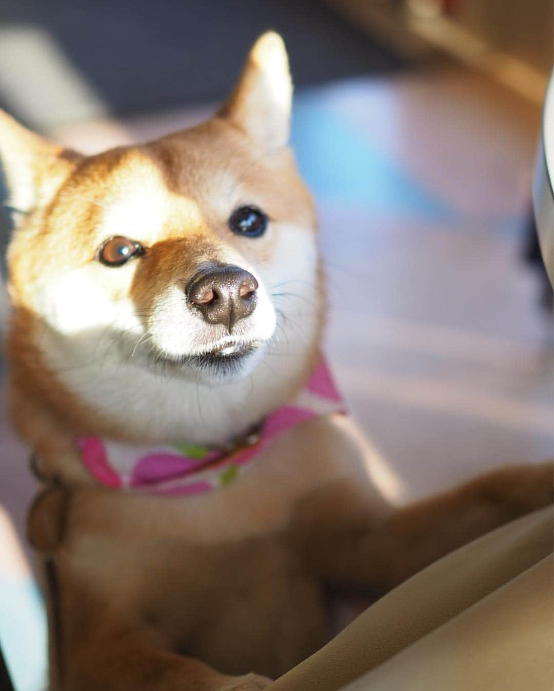 豆柴にこちゃんさんのインスタグラム写真 - (豆柴にこちゃんInstagram)「🐶☕️ おはよー オムライス、にこにもちょーらい🥺ウルウル . 昨日は #所沢航空記念公園 をお散歩後、近くのカフェ ＃docca へ。 . 私はアラビアータ、 旦那はオムライス にしたよ。 . 公園でサッカー少年たちと たくさん遊んだから（前投稿参照） カフェではもう眠そうだった😴 . このお店はBARだったりもするから お酒のメニューもたくさんあったよー . #柴犬#豆柴#pecoいぬ部#犬#わんこ#まめしば#west_dog_japan#犬#todayswanko#ここ柴部#shibainu#dog#mameshiba#pecotv#dog#いぬのきもち部#しばいぬ#しばけん#こいぬ#シバイヌ#いぬ#イヌ#赤柴#マメシバ#ペット#日本犬#子犬」3月22日 7時21分 - nikochan.mame48