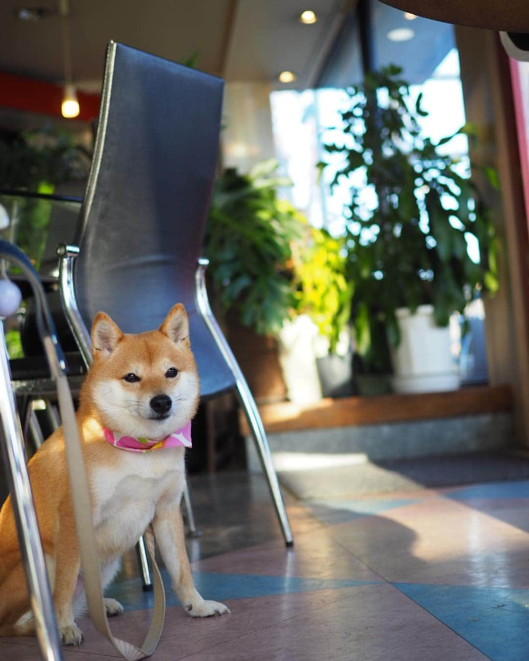 豆柴にこちゃんさんのインスタグラム写真 - (豆柴にこちゃんInstagram)「🐶☕️ おはよー オムライス、にこにもちょーらい🥺ウルウル . 昨日は #所沢航空記念公園 をお散歩後、近くのカフェ ＃docca へ。 . 私はアラビアータ、 旦那はオムライス にしたよ。 . 公園でサッカー少年たちと たくさん遊んだから（前投稿参照） カフェではもう眠そうだった😴 . このお店はBARだったりもするから お酒のメニューもたくさんあったよー . #柴犬#豆柴#pecoいぬ部#犬#わんこ#まめしば#west_dog_japan#犬#todayswanko#ここ柴部#shibainu#dog#mameshiba#pecotv#dog#いぬのきもち部#しばいぬ#しばけん#こいぬ#シバイヌ#いぬ#イヌ#赤柴#マメシバ#ペット#日本犬#子犬」3月22日 7時21分 - nikochan.mame48