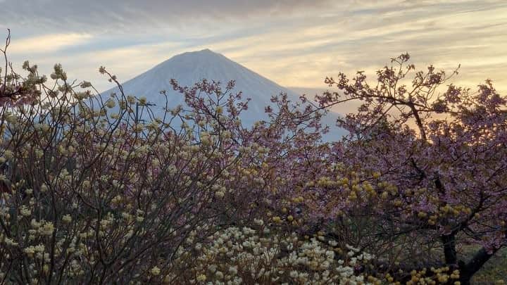phantastic420のインスタグラム：「. 🤩🤩“Shizuoka” prefecture in Japan is a place where you can see the most “phantastic” Mt. Fuji🗻 in the world.🤩 #富士山 #mtfuji #japan #shizuoka #fujinomiya  #phantastic420photography #mostphantasticmtfuji #selamatpagi  #goodmorning  #おはようございます 😇😇😇😇😇😇😇🗻😇😇 慌ただしい良い朝でした🤣もう少し焼けるかと思いましたが自分が寝坊したから手加減してくれたんでしょう😅」