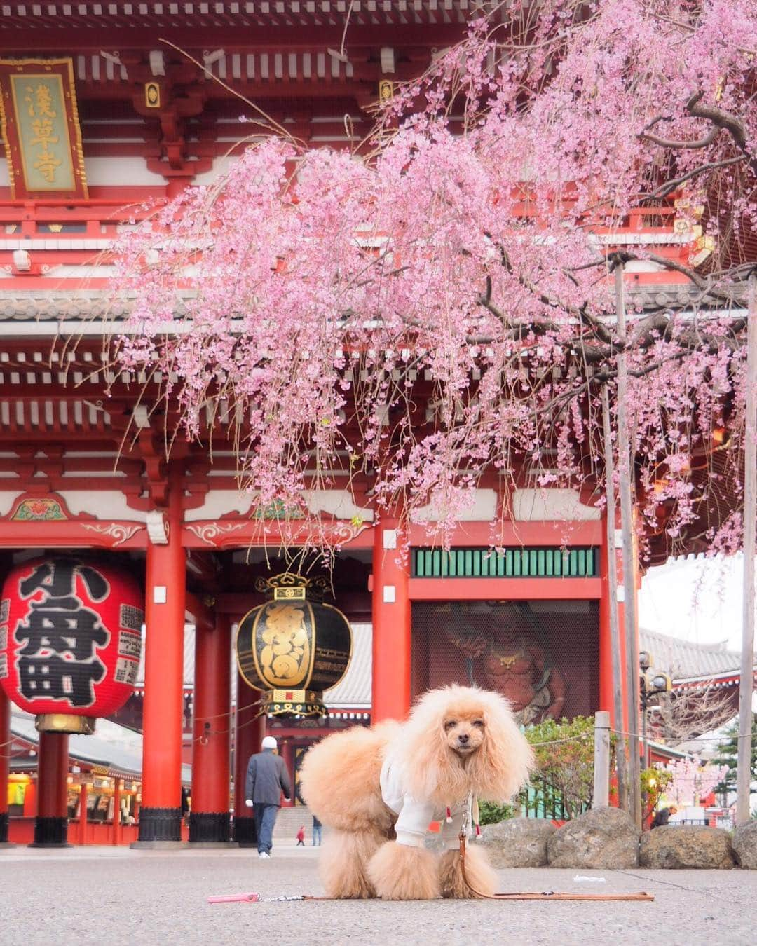 Toypoodle Mikuru?Asakusa Tokyoさんのインスタグラム写真 - (Toypoodle Mikuru?Asakusa TokyoInstagram)「20190322 Friday. Good morning! Friends 🌸 Shidare cherry (a variety of cherry tree with drooping branches) . 一気に桜が開花し始めました🥰 まだ満開ではありませんが、宝蔵門横の三春の枝垂れ桜が今年も綺麗です🌸 . ❶❷❸ 見頃はいつかなぁ ❹ オマケの みくるの法則動画 今日はどうなの？ ❺ お花見だね . 浅草寺の #三春のしだれ桜  #宝蔵門 #みくると桜」3月22日 7時33分 - purapura299