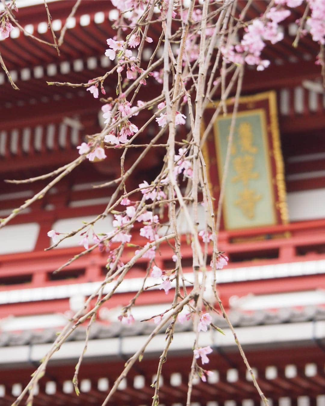 Toypoodle Mikuru?Asakusa Tokyoさんのインスタグラム写真 - (Toypoodle Mikuru?Asakusa TokyoInstagram)「20190322 Friday. Good morning! Friends 🌸 Shidare cherry (a variety of cherry tree with drooping branches) . 一気に桜が開花し始めました🥰 まだ満開ではありませんが、宝蔵門横の三春の枝垂れ桜が今年も綺麗です🌸 . ❶❷❸ 見頃はいつかなぁ ❹ オマケの みくるの法則動画 今日はどうなの？ ❺ お花見だね . 浅草寺の #三春のしだれ桜  #宝蔵門 #みくると桜」3月22日 7時33分 - purapura299