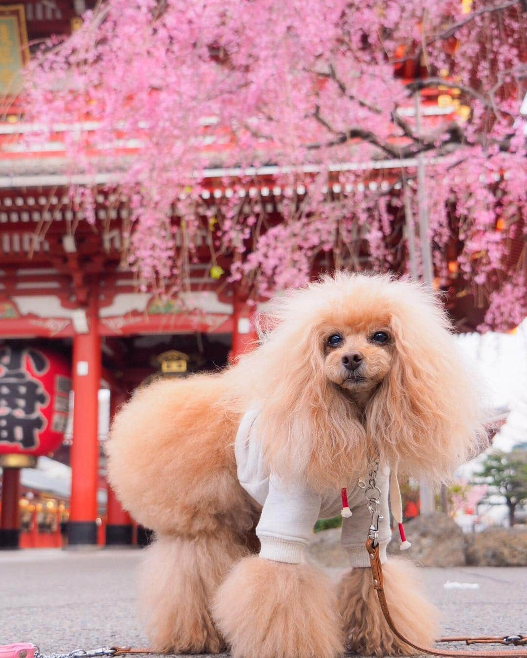 Toypoodle Mikuru?Asakusa Tokyoのインスタグラム