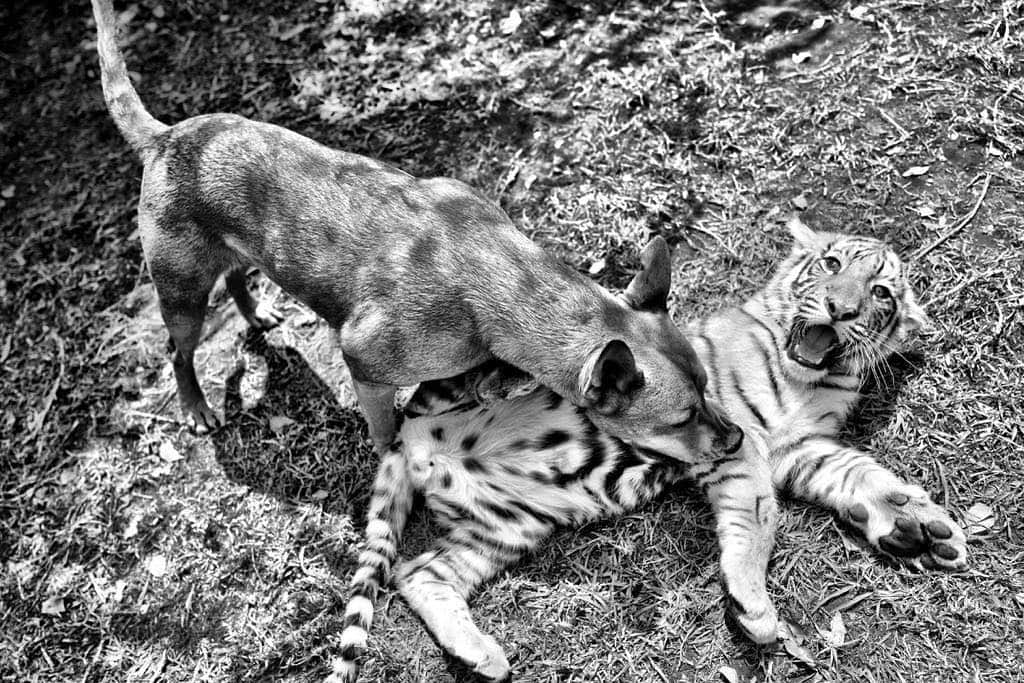 Black Jaguar-White Tiger さんのインスタグラム写真 - (Black Jaguar-White Tiger Instagram)「Princesa showing Luciano who’s boss... Pic by @gavinbondphotography  #TheBeastsBJWT」3月22日 7時37分 - blackjaguarwhitetiger