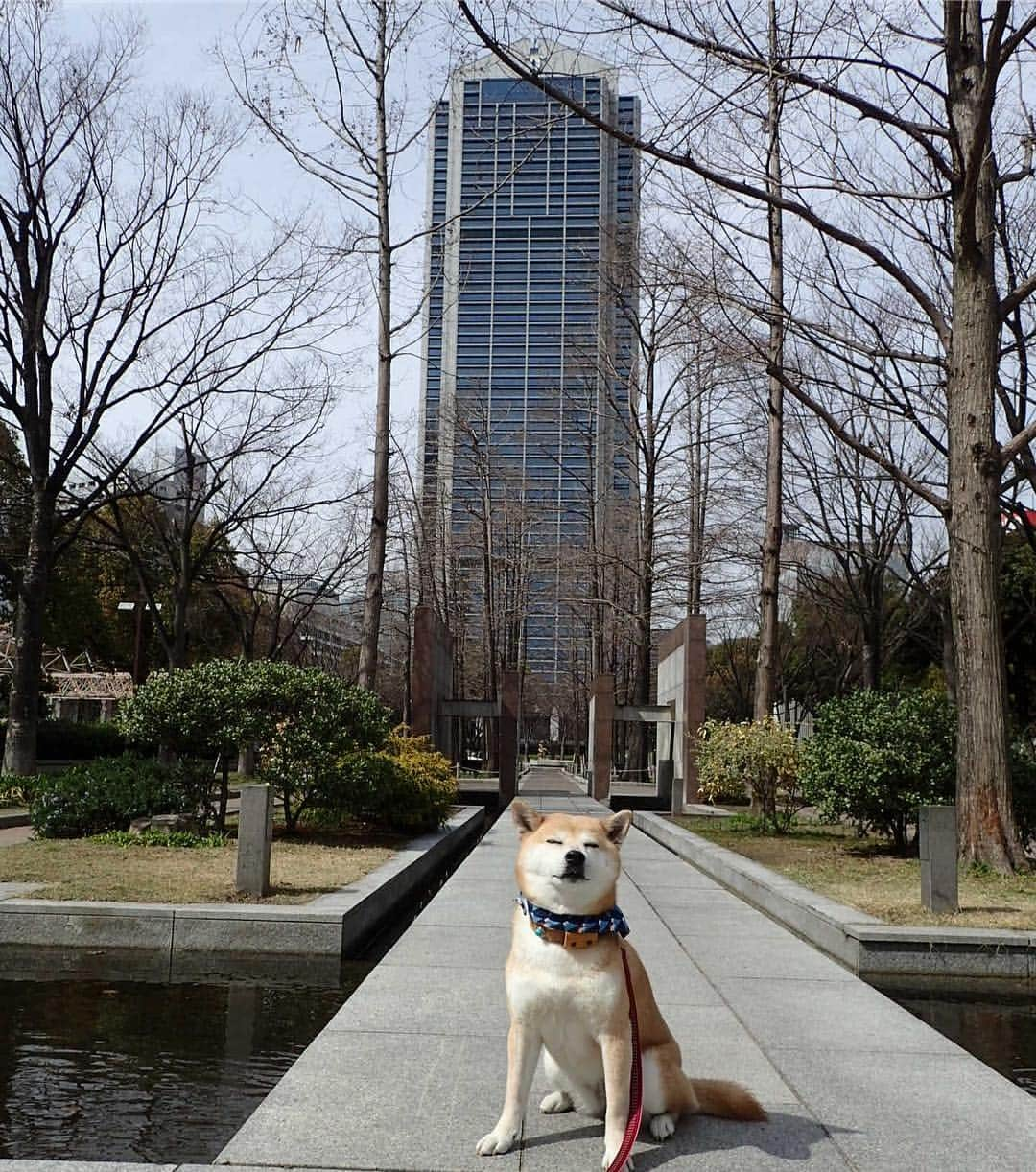 がんちゃんさんのインスタグラム写真 - (がんちゃんInstagram)「都会に行って来たぬーん🏙」3月22日 7時39分 - kota2ann