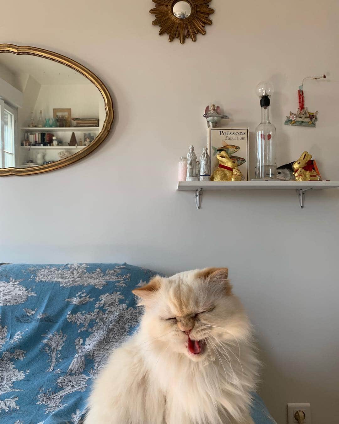 ラブリさんのインスタグラム写真 - (ラブリInstagram)「・ お友達チエコさんの双子の猫🐈ちゃん 寝起きで寝ぼけてて本当可愛い🍋🍋 今日からパリは春です。 #cat」3月22日 7時41分 - loveli_official