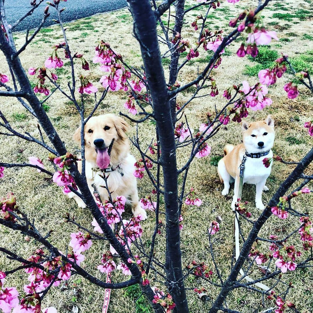 篠原信一さんのインスタグラム写真 - (篠原信一Instagram)「小鉄とニコの大冒険🐾🌀 おはようワン♪んっ...桜かな？ #柴犬 #しばいぬ #ゴールデンレトリバー #小鉄とニコの大冒険  #shibainu #shibainulover #shibainutoday #shibainuinstagram #shibainudaily #shibainusofinsta #golden #goldenretriever #goldenretrieverlover #goldenretrievertoday #goldenretrieverinstagram #goldenretrieversofinsta #goldenretrieverdaily」3月22日 7時45分 - kotetu__niko