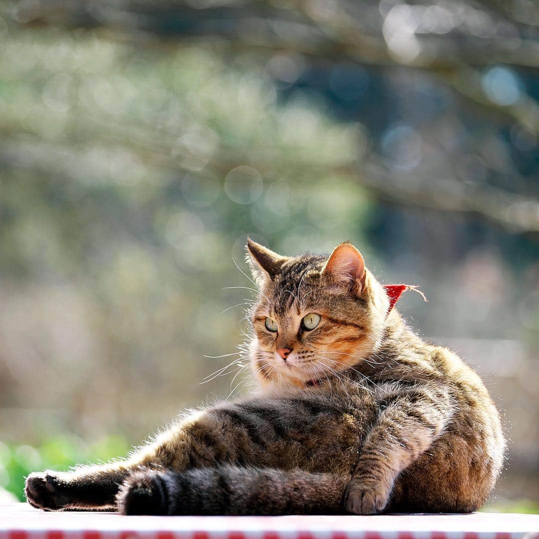 プンクマさんのインスタグラム写真 - (プンクマInstagram)「んっ？ #薔薇の森の猫達 #シカ #猫 #ねこ #cat #catstagram #catsofinstagram #neko」3月22日 7時50分 - pnkm913