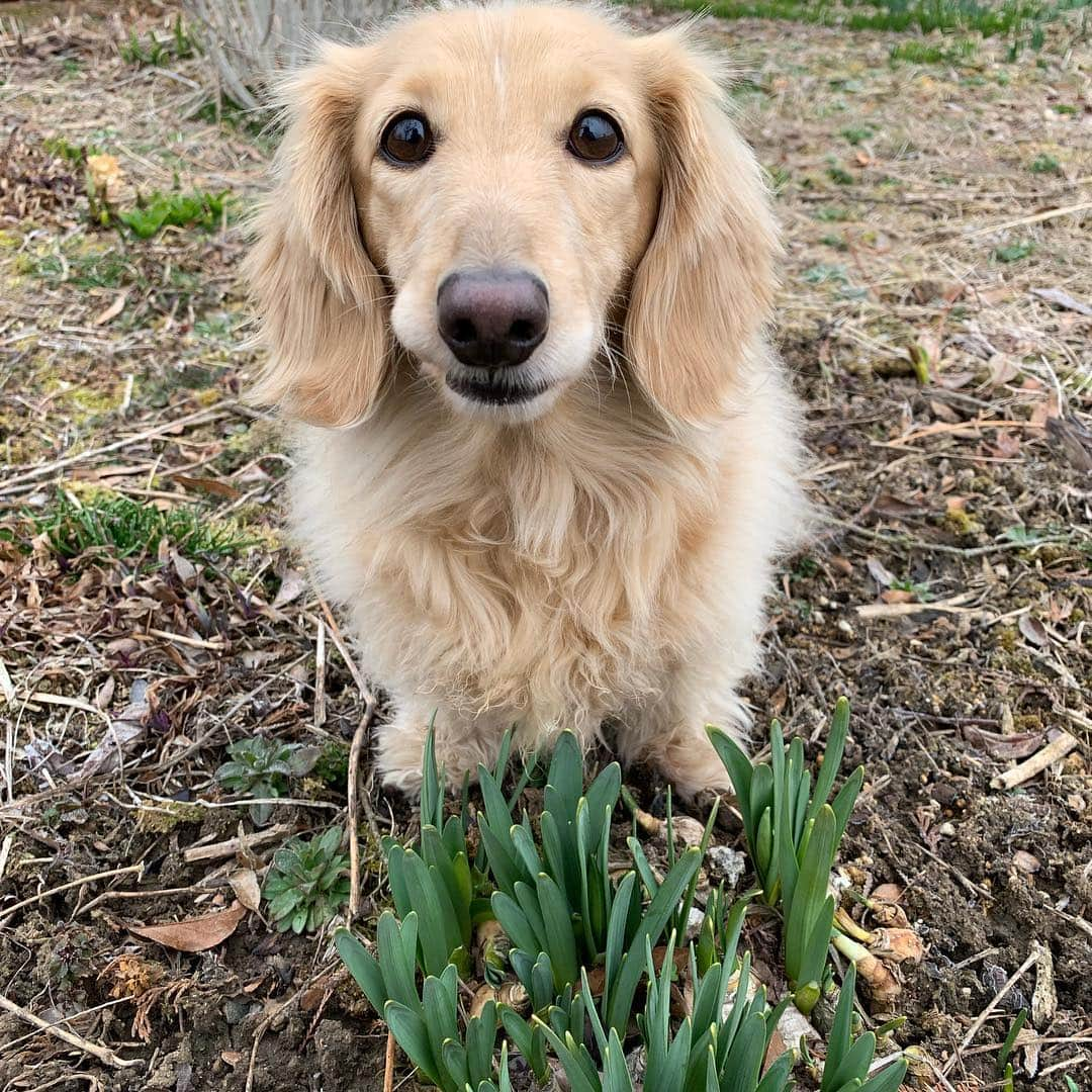 ハッチ＆ニコさんのインスタグラム写真 - (ハッチ＆ニコInstagram)「Good morning ⛅️ おはぷっくり🐶 水仙の芽🌱が出てました。 ハッチ県は桜はまだまだ先です。  #カメラ嫌い同好会 #pecoいぬ部 #犬の生活が第一 #癒しわんこ #dachshund #犬バカ部 #短足部 #ふわもこ部 #tokyocameraclub #東京カメラ部」3月22日 7時50分 - hacth427