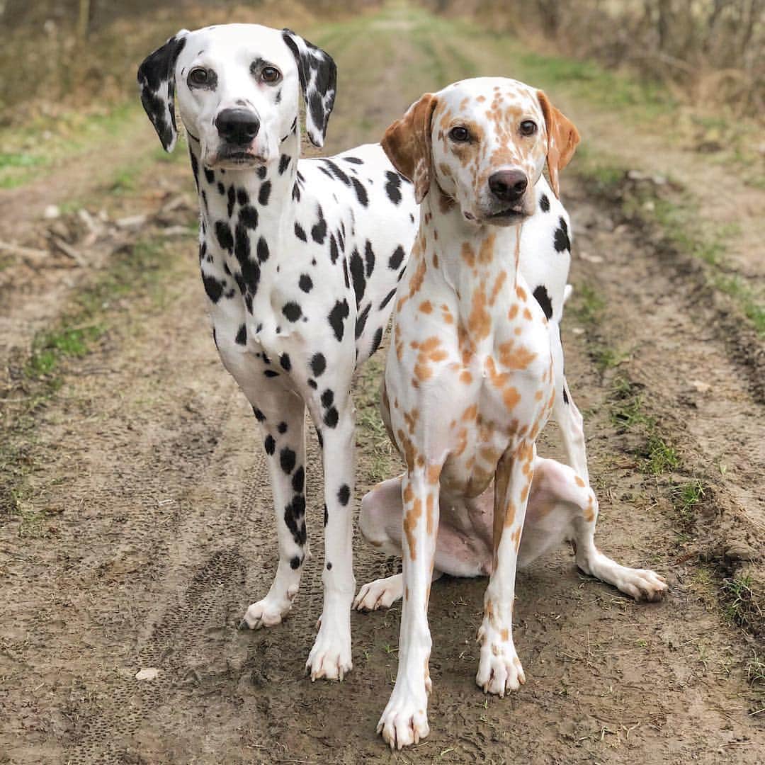 Instagramさんのインスタグラム写真 - (InstagramInstagram)「Hello, world. Today’s #WeeklyFluff is the Dalmatian duo Khaleesi and Django (@khaleesi.django.dalmatian), who prove life’s not always black and white — especially when they get caught stealing cheese from the kitchen. “Django runs very quickly to his spot, lies down and acts as though he is sleeping,” says their human Maria Bläser. “Khaleesi, on the other hand, immediately throws herself guiltily to the floor, grins from ear to ear and asks for forgiveness.” Photo by @khaleesi.django.dalmatian」3月22日 8時01分 - instagram