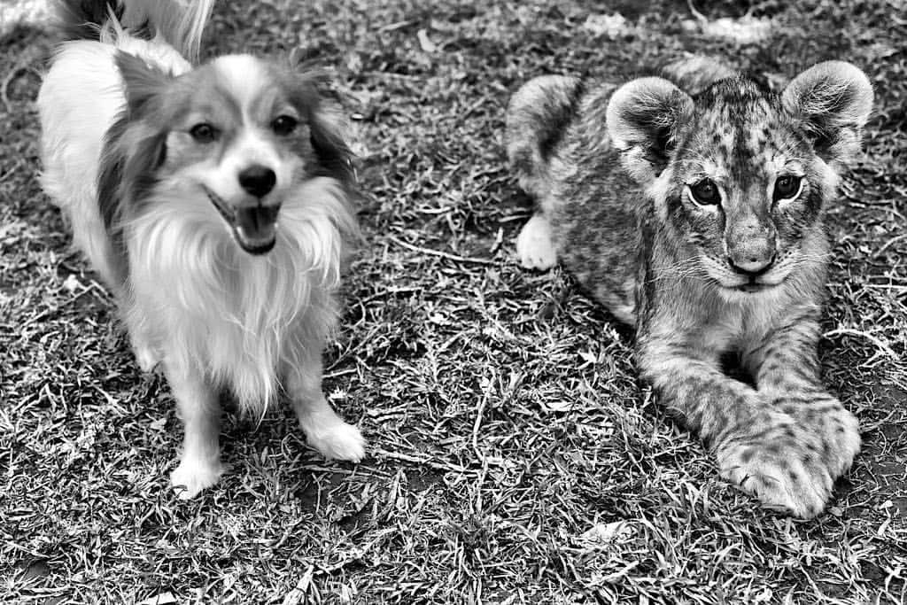 Black Jaguar-White Tiger さんのインスタグラム写真 - (Black Jaguar-White Tiger Instagram)「The Mighty One and Indiana Jones... Pic by @gavinbondphotography  #TheMightyChiquitin #TheBeastsBJWT」3月22日 8時06分 - blackjaguarwhitetiger