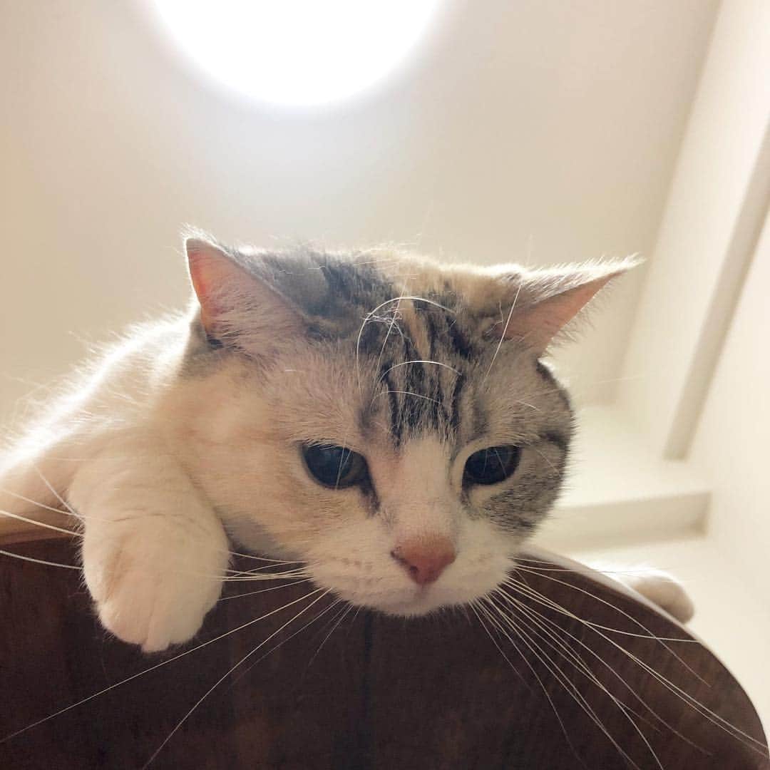ホタテ＆クラム＆シラスのインスタグラム：「じっと見つめるシラスさん #cat #neko #ScottishFold #猫 #ねこ #スコティッシュフォールド #catstagram #instagram #instagramjapan #ig_japan #igersjp」