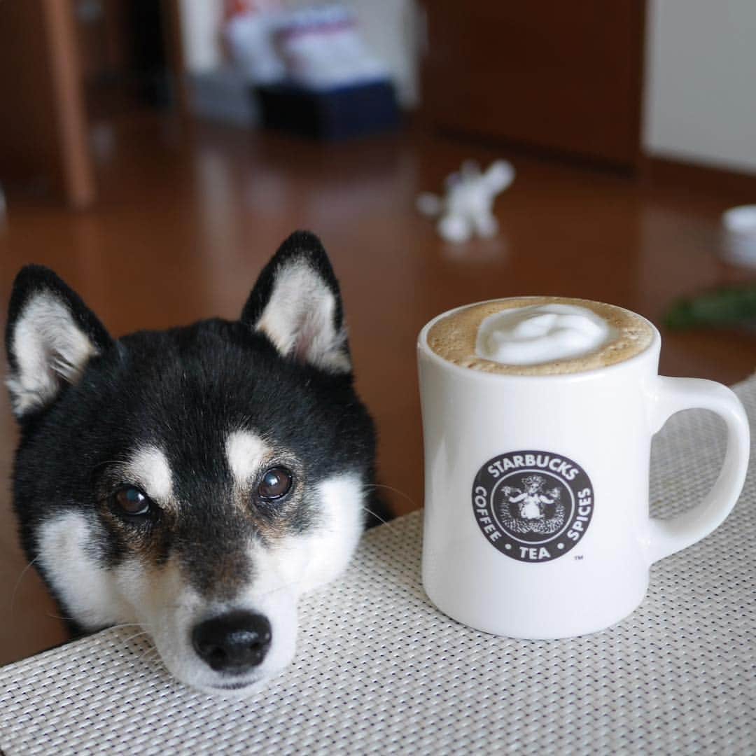 のインスタグラム：「おうちラテ☕️ #目線の先にはおやつ #おうちラテ #おうちスタバ #フォームミルク #エスプレッソショット #バリスタマシン #スタババリスタ #エスプレッソマシン #エスプレッソロースト #スタバマグ #シアトルマグ #スタバ旧ロゴ #パイクプレイスマグ #スタバ犬 #黒柴 #柴犬 #和犬 #日本犬 #わんこと一緒 #わんこのいる生活 #わんこのいる暮らし #柴犬と一緒 #柴犬のいる生活 #柴犬のいる暮らし #ふわもこ部 #ふわもこ部わんこ #わんダフォ #わんだふるjapan」