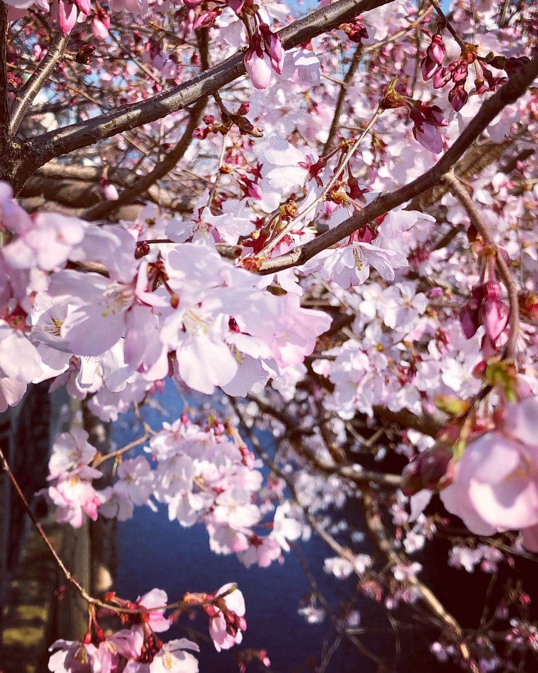 倉田雅世さんのインスタグラム写真 - (倉田雅世Instagram)「おはようございます。 イチロー選手、本当にお疲れ様でした。  なんだか、平成がだんだん終わっていくみたいだな。 今日という一日を大切にしよう。」3月22日 8時32分 - kuralamune