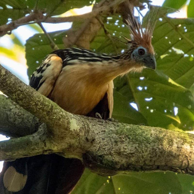 スミソニアン国立動物園さんのインスタグラム写真 - (スミソニアン国立動物園Instagram)「🌳🌲Happy  #InternationalForestDay! Smithsonian Conservation Biology Institute scientists and partners are in the Peruvian Amazon monitoring flora and fauna around areas where pipelines, roads and other infrastructure may be built. By understanding how animals use the landscape, they can identifying areas of risk. 🐒🦎🦜 SCIENCE SNAPSHOT: https://s.si.edu/2MwqANE. (Link in bio.)」3月22日 8時42分 - smithsonianzoo