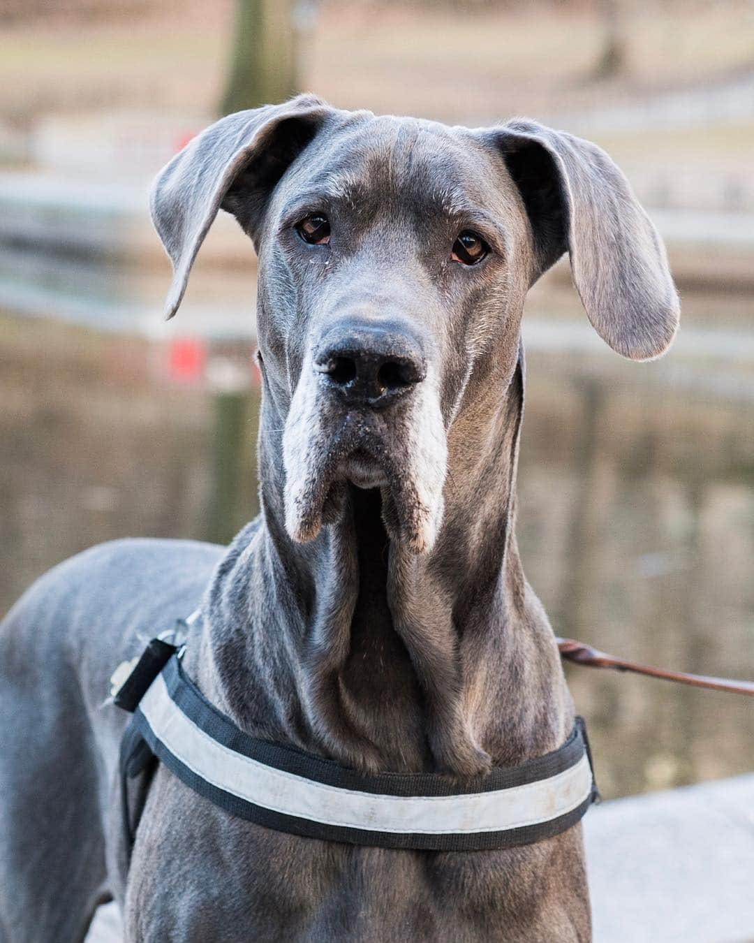 The Dogistさんのインスタグラム写真 - (The DogistInstagram)「Sherlock, Great Dane (7 y/o), Central Park, New York, NY • “He used to help people with degenerative diseases as a stability dog. He’s a pensioner now. He’s extremely gentle and shy. When small dogs start biting he runs behind me.”」3月22日 9時07分 - thedogist