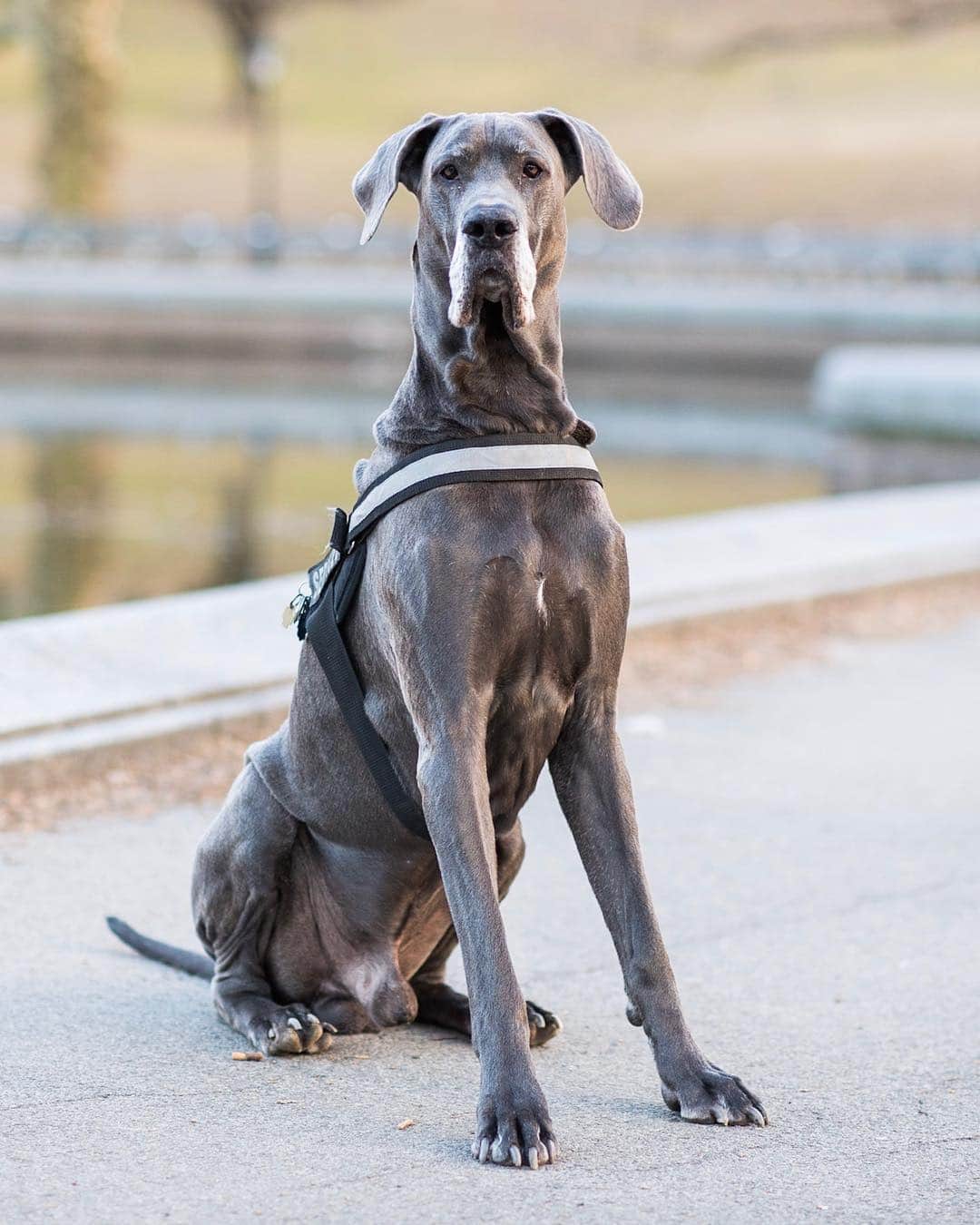 The Dogistさんのインスタグラム写真 - (The DogistInstagram)「Sherlock, Great Dane (7 y/o), Central Park, New York, NY • “He used to help people with degenerative diseases as a stability dog. He’s a pensioner now. He’s extremely gentle and shy. When small dogs start biting he runs behind me.”」3月22日 9時07分 - thedogist