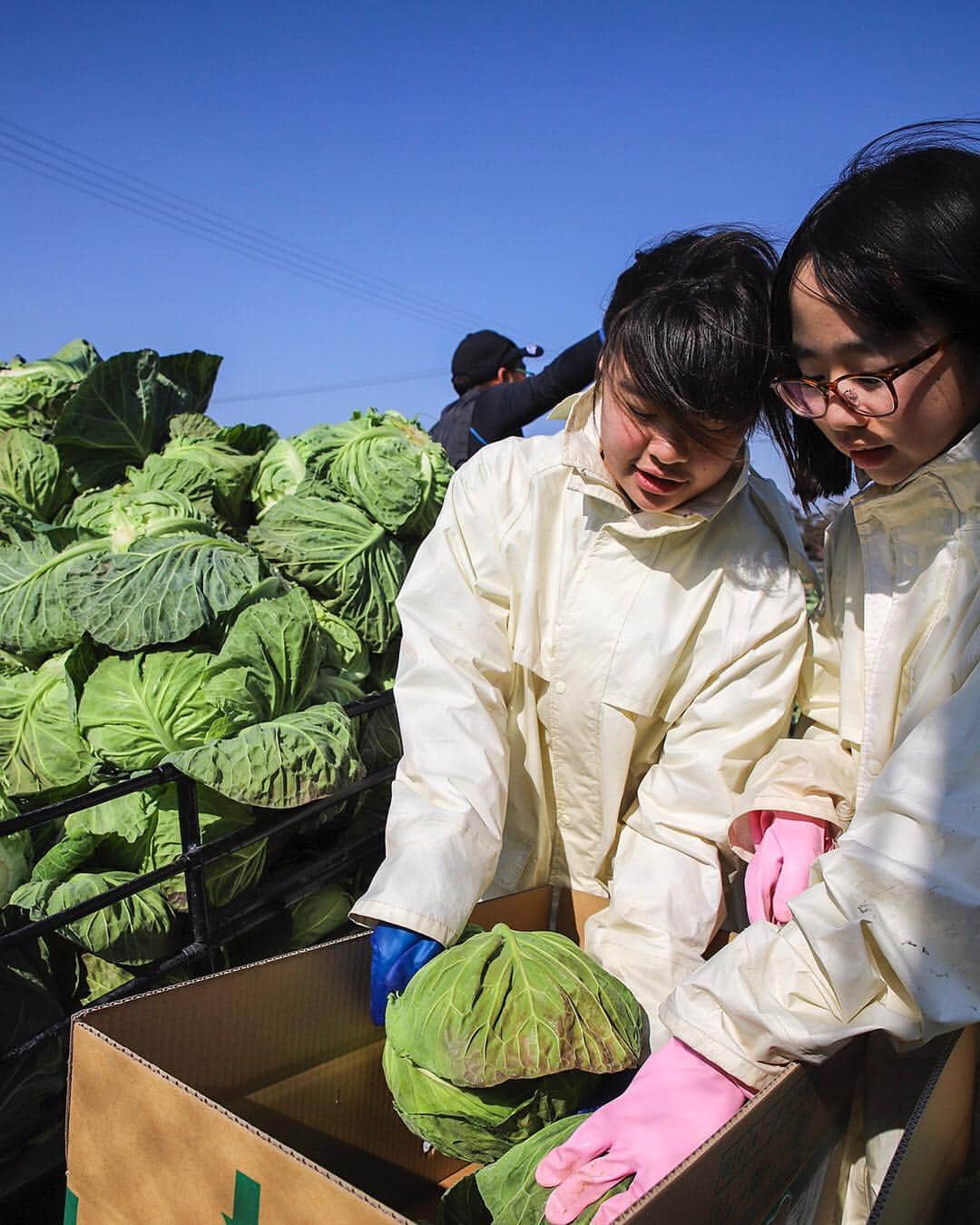 のインスタグラム：「Famous production area of cabbage. キャベツの名産地～♪ #キャベツ#収穫#出荷してます#亀山小#やわらかくておいしいよ#農業産出額日本一#４年連続#春本番 #たはら暮らし *  #渥美半島#田原市#田原#伊良湖岬#伊良湖#赤羽根 #tahara#irago#akabane #サーフィン#surfing#田舎暮らし#日々の暮らし#休日の過ごし方#スローライフ#instagramjaran#igersjp」