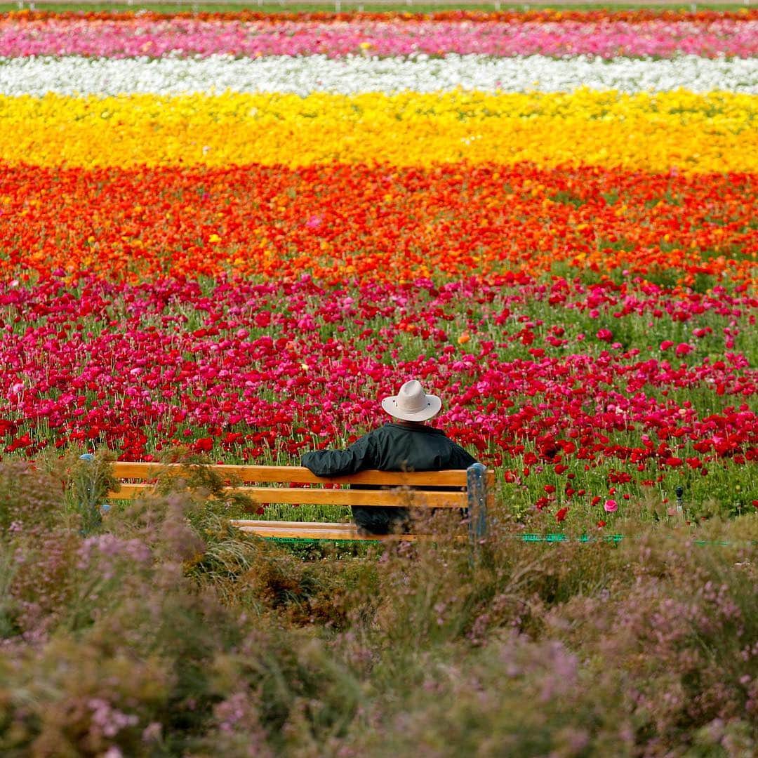 NBC Newsさんのインスタグラム写真 - (NBC NewsInstagram)「A visitor looks at the Flower Fields at Carlsbad Ranch as he enjoys nearly 50 acres of blooming giant Tecolote ranunculus flowers in Carlsbad, California on Thursday. . 📷 Mike Blake / @Reuters」3月22日 9時16分 - nbcnews