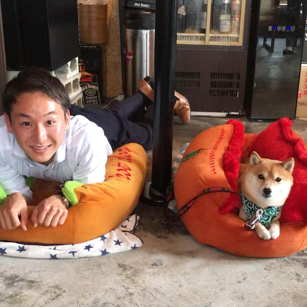 豆柴 サニーちゃんさんのインスタグラム写真 - (豆柴 サニーちゃんInstagram)「. . Good morning〜おはよ〜🌭🐻🌭 . 昨日の #サニーちゃんのホットドッグ屋さん にて . 🐻ホットドッグは こうやってやるんだよ🐾 . . ちょっと大きなイケメンなわんちゃん⁉︎ 上手にホットドッグ出来たね〜😆💓 @ryota99.99 . 笑顔いっぱい 笑い声いっぱいな とってもたのしい1日になりました🤗 . . @sunny_hotdog #こうやってやるんだよ #お手手は #ここだよ #ホットドッグ先輩 #大きなわんちゃん⁈ #上手にホットドッグ出来たね . #柴犬#豆柴 #赤柴 #まめしばいぬ#まめしば#いぬのきもち#ふわもこ部 #pecoいぬ部#pecotv#サンデイ#サンデイいぬ組#anicas #shiba_snap#todayswanko#west_dog_japan #shibainu #shiba#mameshiba#shibastagram #豆柴サニーちゃん」3月22日 9時25分 - sunny_rei_32