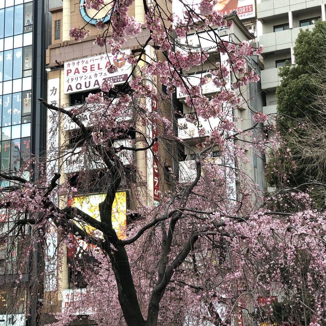 タチアナ・ボロソジャルさんのインスタグラム写真 - (タチアナ・ボロソジャルInstagram)「Цветение сакуры🌺🌺🌺 Ура, мы её застали! #япония #japan #sakura」3月22日 9時27分 - fire_bird
