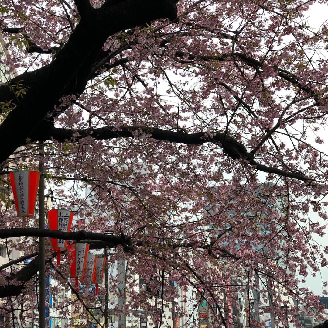 タチアナ・ボロソジャルさんのインスタグラム写真 - (タチアナ・ボロソジャルInstagram)「Цветение сакуры🌺🌺🌺 Ура, мы её застали! #япония #japan #sakura」3月22日 9時27分 - fire_bird