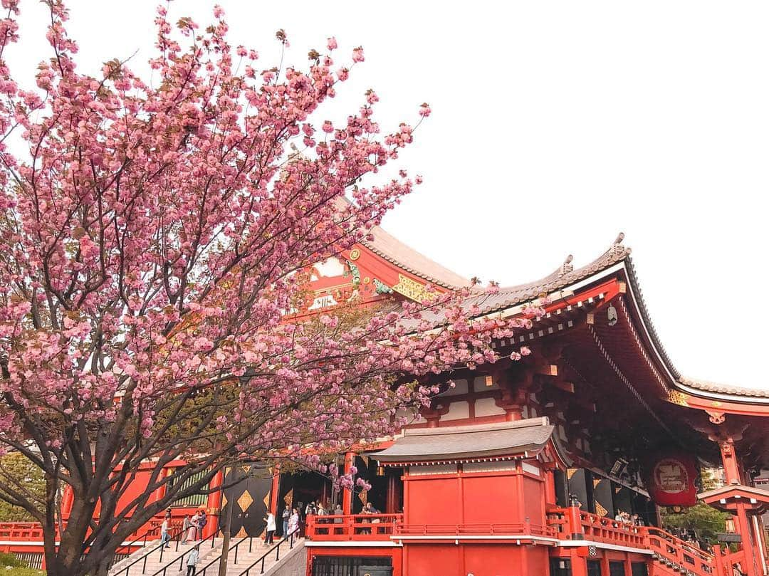 ハワイアン航空さんのインスタグラム写真 - (ハワイアン航空Instagram)「Sakura 🌸, or cherry blossoms, are blooming all around Japan. 😍 Sakura will blossom in different cities, depending on the geographical location and weather. Cities in the south will bloom earlier (they're already in bloom!), while cities in the north may bloom as late as early May.  Fly nonstop from #HNL to four cities in Japan - including #HND, #NRT, #KIX and #CTS!」3月22日 9時27分 - hawaiianairlines