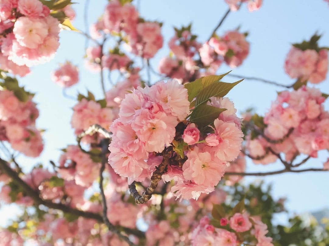 ハワイアン航空さんのインスタグラム写真 - (ハワイアン航空Instagram)「Sakura 🌸, or cherry blossoms, are blooming all around Japan. 😍 Sakura will blossom in different cities, depending on the geographical location and weather. Cities in the south will bloom earlier (they're already in bloom!), while cities in the north may bloom as late as early May.  Fly nonstop from #HNL to four cities in Japan - including #HND, #NRT, #KIX and #CTS!」3月22日 9時27分 - hawaiianairlines