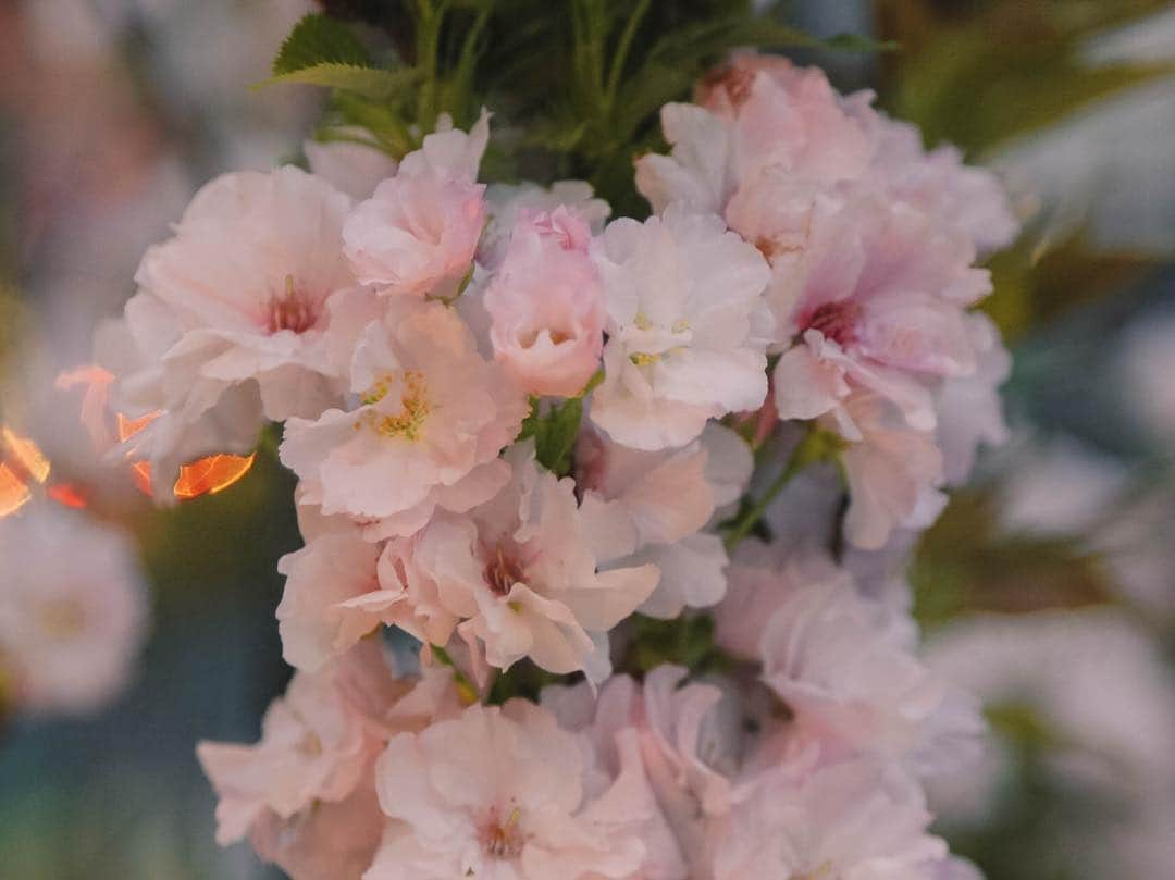 ハワイアン航空さんのインスタグラム写真 - (ハワイアン航空Instagram)「Sakura 🌸, or cherry blossoms, are blooming all around Japan. 😍 Sakura will blossom in different cities, depending on the geographical location and weather. Cities in the south will bloom earlier (they're already in bloom!), while cities in the north may bloom as late as early May.  Fly nonstop from #HNL to four cities in Japan - including #HND, #NRT, #KIX and #CTS!」3月22日 9時27分 - hawaiianairlines