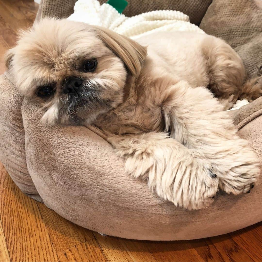 Dougie the Shih Tzuさんのインスタグラム写真 - (Dougie the Shih TzuInstagram)「Going on hiatus — see you in a week or so. 😘」3月22日 9時43分 - dailydougie