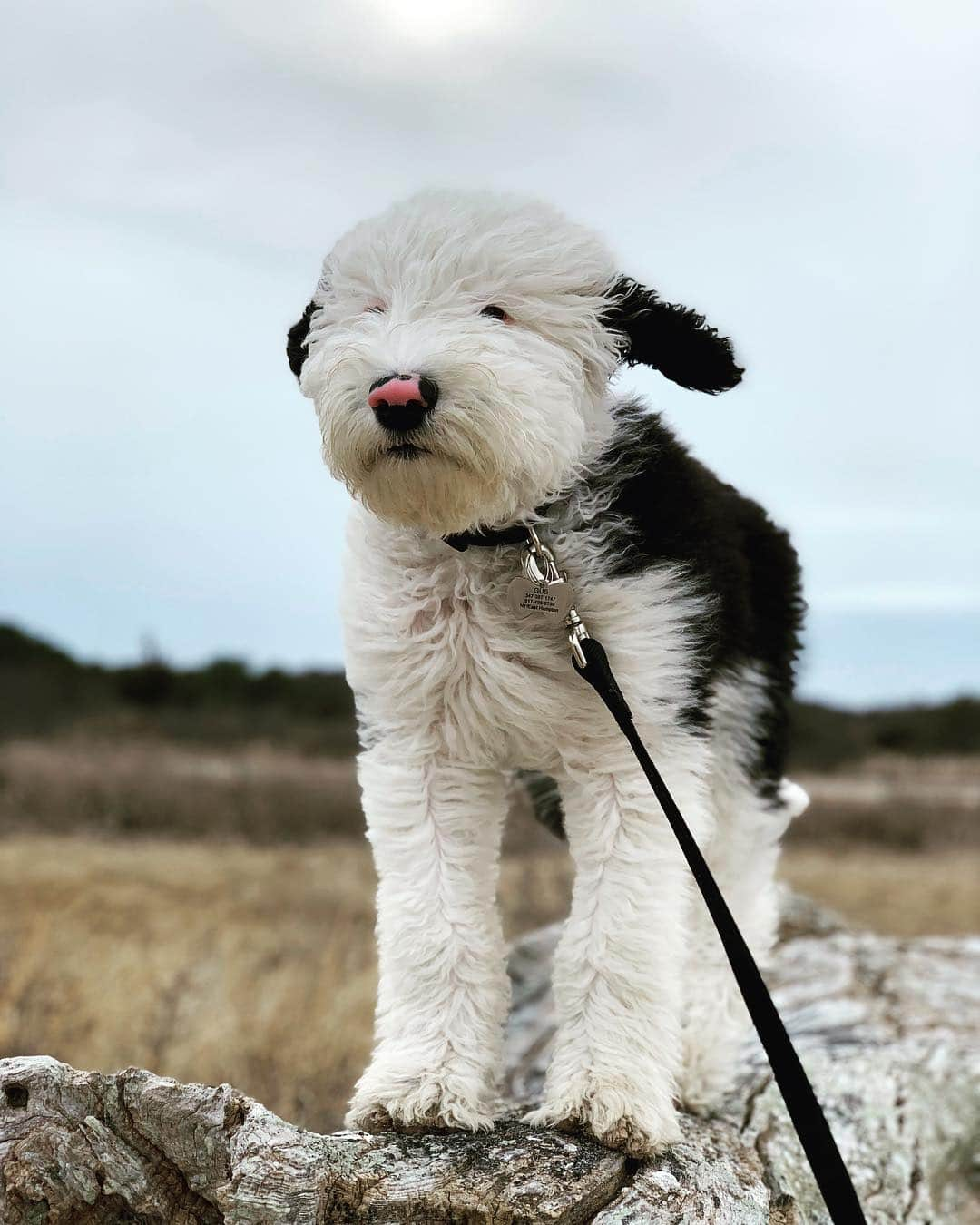 ジェニファー・エスポジートさんのインスタグラム写真 - (ジェニファー・エスポジートInstagram)「I conquered the stairs, now I conquer life, I am #SuperGus  #puppylove #furbaby #sheepadoodle」3月22日 9時52分 - jesposito