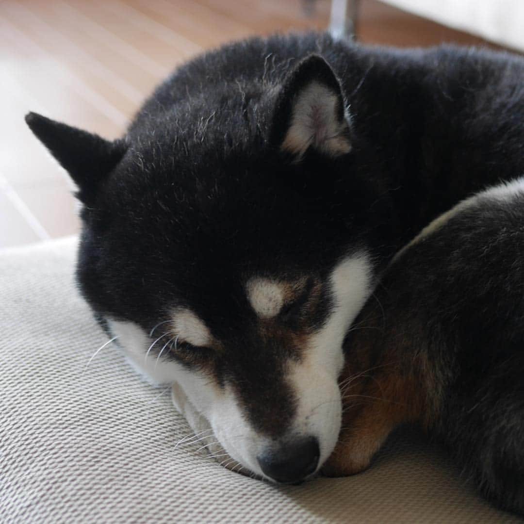 のインスタグラム：「スヤスヤ豆💤 #スヤスヤ豆 #お昼寝犬 #naptime #kuroshiba #blackshiba #shibainu #shibastagram #instadog #dogstagram #柴犬 #黒柴 #黑柴 #日本犬 #和犬 #癒し犬 #いぬら部 #ふわもこ部 #柴犬部 #モフモフ生命体 #柴犬のいる暮らし #わんこのいる暮らし #わんこのいる生活 #わんこと一緒 #わんダフォ #わんだふるjapan」