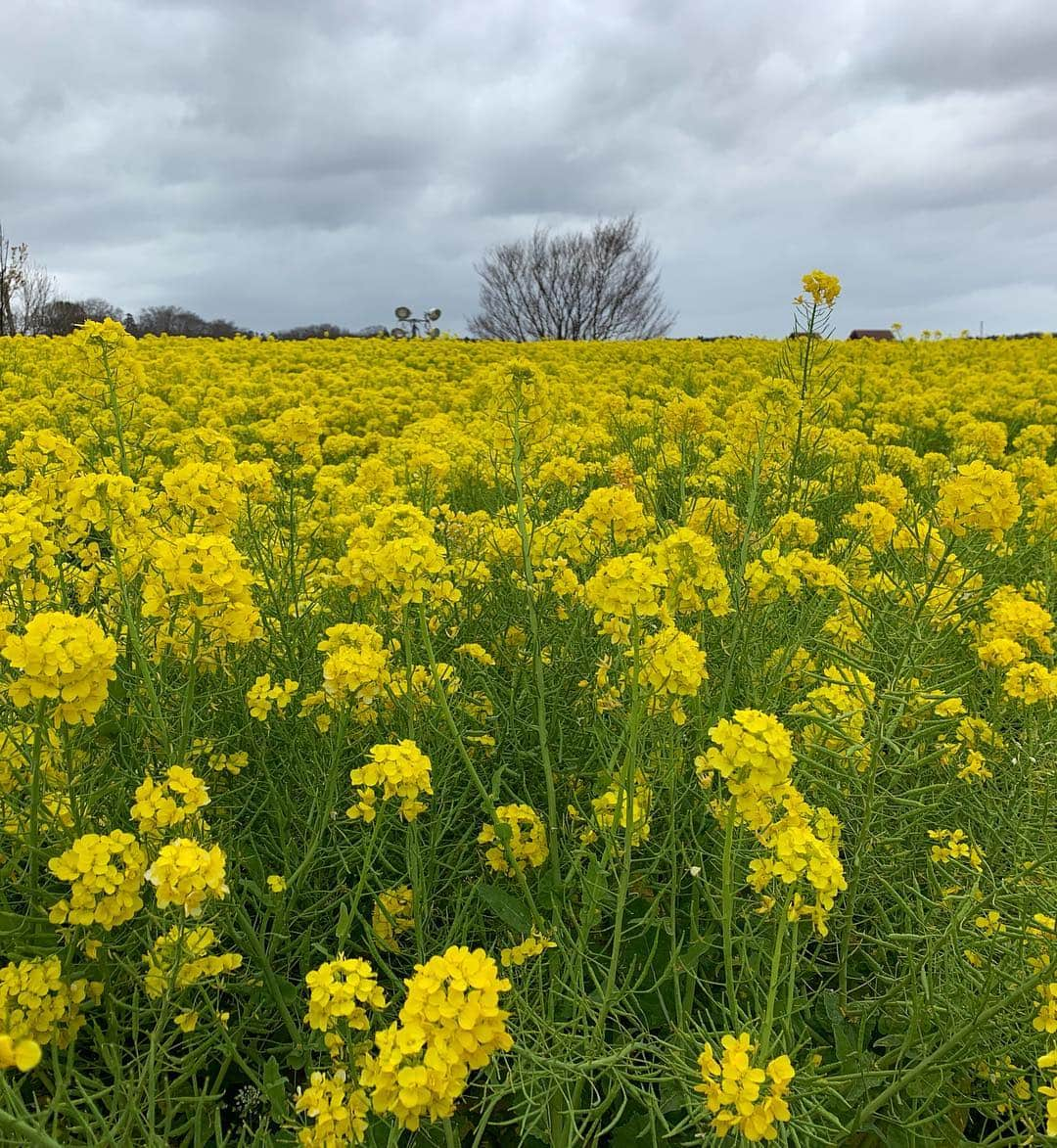 花香芳秋さんのインスタグラム写真 - (花香芳秋Instagram)「昨日のロケは袖ヶ浦市でしたー (^^) #房総ご当地キャラバン #東京ドイツ村 #ダチョウ大国」3月22日 10時38分 - hanaka.yoshiaki