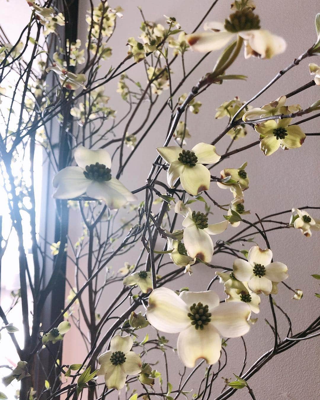 黒沢祐子さんのインスタグラム写真 - (黒沢祐子Instagram)「・ ・ 春分の日に合わせて入れ替えた玄関のお花 薄緑色のハナミズキ  淡くてふんわり優しいこの色が 春を感じさせてくれる ・ ・ #life  #暮らし #お花のある暮らし  #ハナミズキ」3月22日 10時58分 - yukowedding