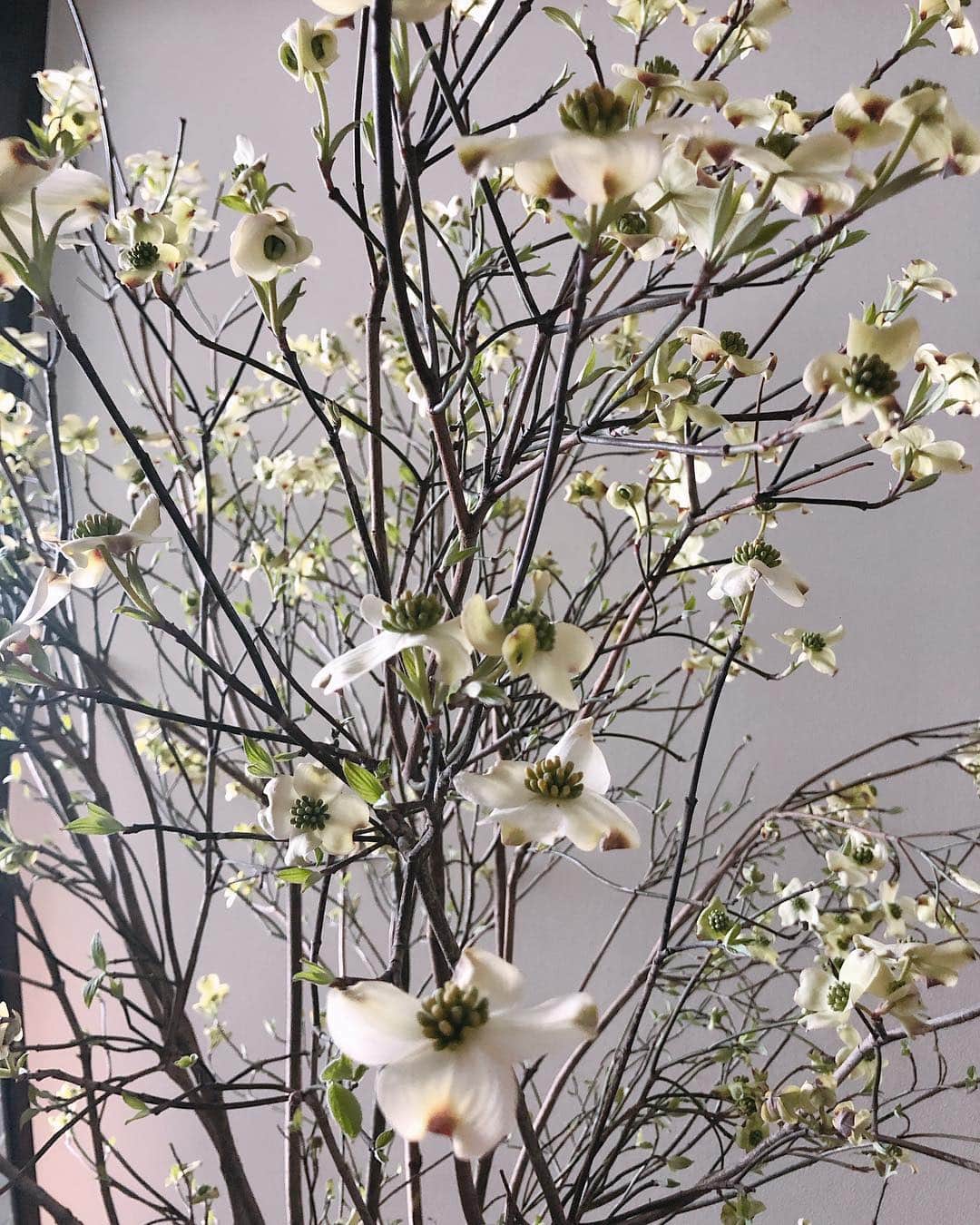黒沢祐子さんのインスタグラム写真 - (黒沢祐子Instagram)「・ ・ 春分の日に合わせて入れ替えた玄関のお花 薄緑色のハナミズキ  淡くてふんわり優しいこの色が 春を感じさせてくれる ・ ・ #life  #暮らし #お花のある暮らし  #ハナミズキ」3月22日 10時58分 - yukowedding