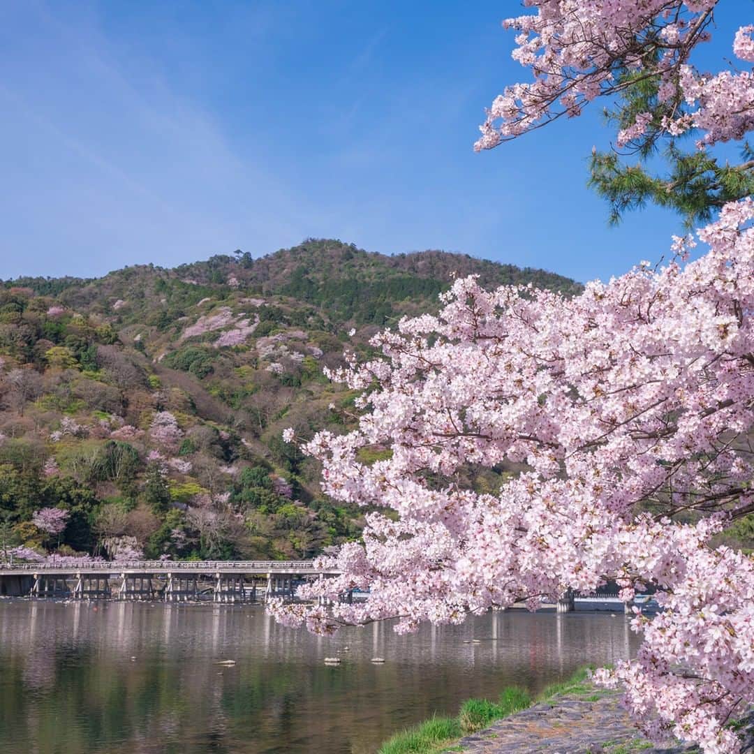 楽天トラベル さんのインスタグラム写真 - (楽天トラベル Instagram)「今年見に行きたいお花見スポットランキングをご紹介👇🏻※写真は過去の開花時のものです . 同率11位は #京都 #嵐山 🌸 大堰川沿いや中の島公園にも多くの桜が植えられています。満開時には山全体が緑と桜のコントラストに彩られ#渡月橋 越しにまるで絵画のような景色を楽しめます✨ . ******************** 旅先で撮った素敵な写真に @rakutentravel をタグ付けしてシェアしてね♪ 厳選してこのアカウントで紹介させていただきます！ ******************** . #楽天トラベル #楽天  #rakutentravel #旅 #旅行 #旅に出よう #旅行好きな人と繋がりたい #travel #trip #日本 #japan #일본 #instagramjapan #IG_JAPAN #japantrip #桜 #桜の名所 #sakura #cherryblossom #kyoto」3月22日 11時00分 - rakutentravel