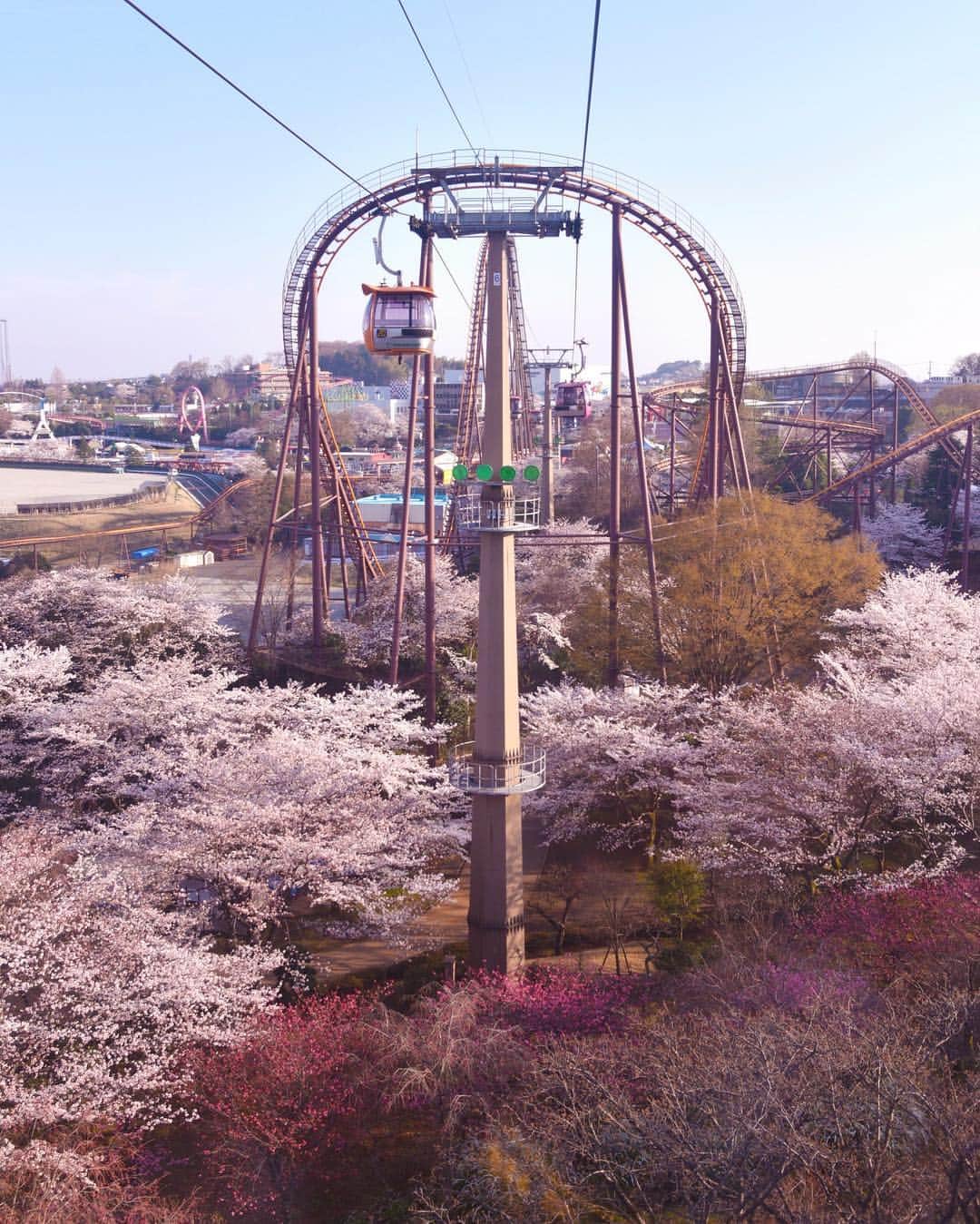 よみうりランドさんのインスタグラム写真 - (よみうりランドInstagram)「【昨年のソメイヨシノ】  まもなく園内の桜（ソメイヨシノ）が咲き始めます。  3月21日〜4月7日まで開催される夜桜ジュエルミネーション。 桜と宝石イルミネーションが織りなす幻想的な春景色をお楽しみください。 ※写真は2018年3月26日に撮影したものです。  #よみうりランド #東京 #Tokyo  #Japan #amusementpark #イルミネーション #ジュエルミネーション #jewellumination  #illumination  #光 #ファミリー #家族 #遊園地 #休日 #小旅行 #女子旅 #観光 #観光スポット #観光地 #instagood #insta #インスタ映えスポット  #宝石イルミ #いいねしてね #海外旅行大好き  #flowers #花 #春  #桜　#花見」3月22日 11時03分 - yomiuriland