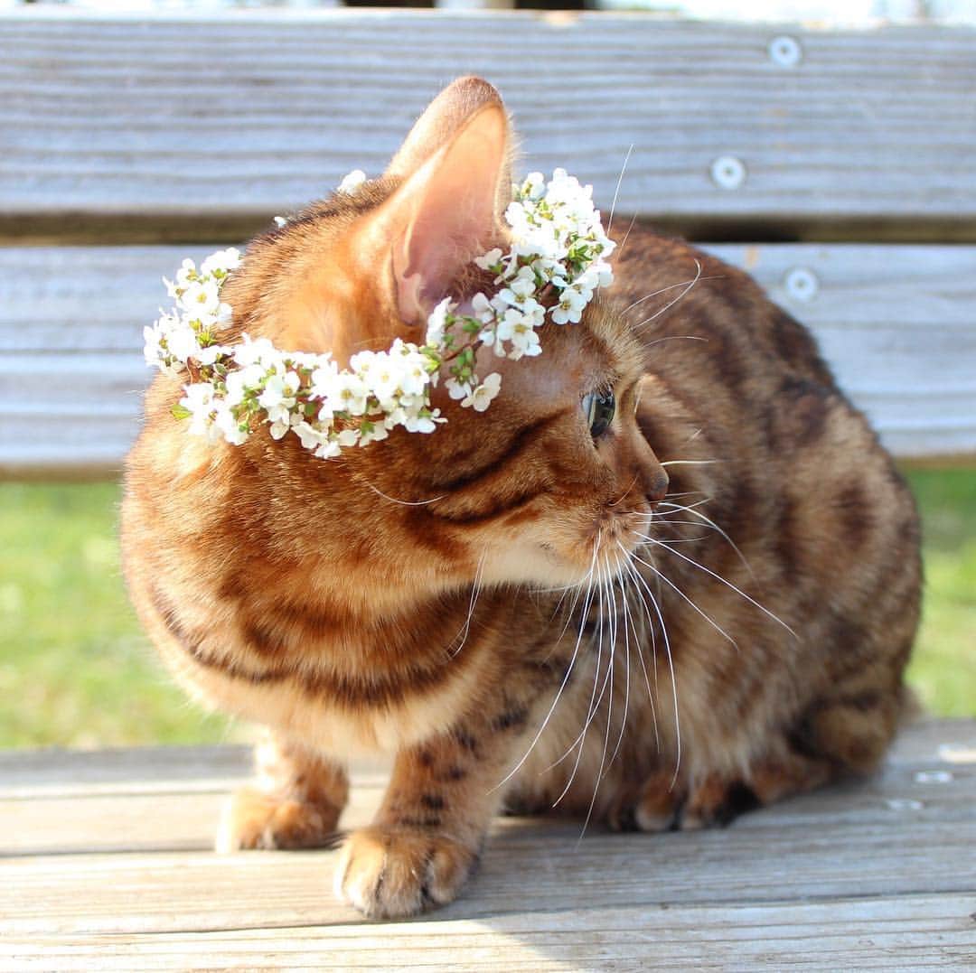 のインスタグラム：「なつこ姫🌸😽🌸 お目目がきらきらしているね👀✨ ・ #なつこ #なっちゃん #なつこさん  #ペコねこ部 #みんねこ #picneko #nekoclub #instacat #catstagram #catlover #ilovecat #catsofinstagram #ねこ部 #ふわもこ部 #ねこら部 #にゃんだふるらいふ #にゃんすたぐらむ #ねこすたぐらむ #hikingcat #AdventureCats #adventurecat #猫散歩 #散歩猫 #ユキヤナギ #雪柳 #花冠」