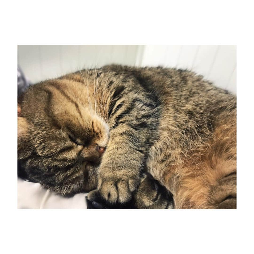 中島早貴さんのインスタグラム写真 - (中島早貴Instagram)「今日はねこ様day。 たくさんあそんだからか もう爆睡してます。笑 愛おしい😍😍😍」3月22日 22時23分 - saki__nakajima__uf