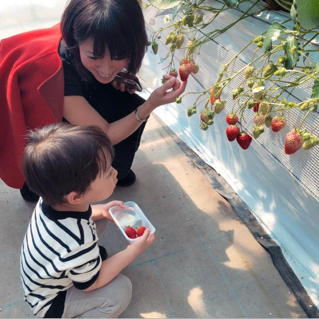 足立かりんさんのインスタグラム写真 - (足立かりんInstagram)「ゆーと🍓🐐 #イチゴ狩りパイセンのゆーと #初心者の私たちに丁寧に摘み方を指導 #いっぱーい採ってくれた #でも本人は全然食べず #今日何個食べるのー #って問うと5個って控えめ #え #なんでなん #ヤギさんともご対面 #ヤギしゃーん #バリ可愛いやんけ #癒し空間 #らぶがすぎる #ゆーと #結人 #イチゴ狩り #越谷 #埼玉」3月22日 20時57分 - karinadachi