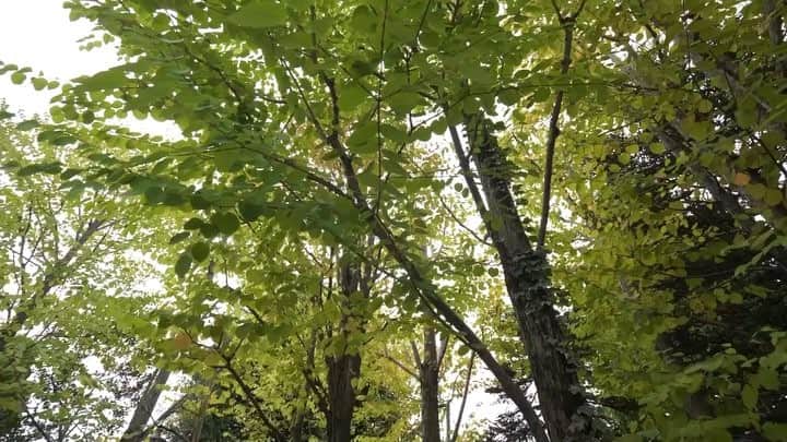 The Sally Garden（ザ サリィガーデン）のグルメインスタ