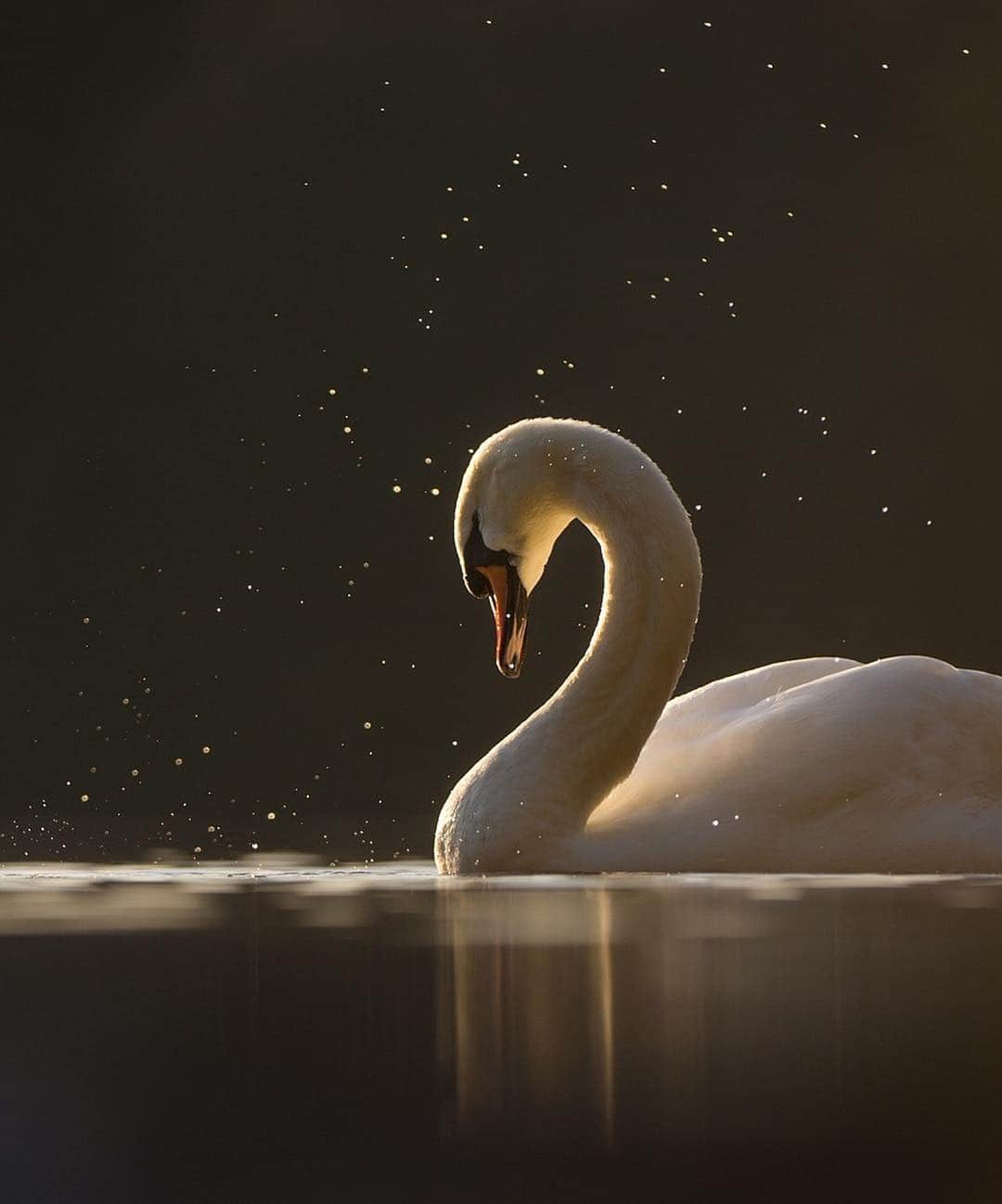 thephotosocietyさんのインスタグラム写真 - (thephotosocietyInstagram)「Photograph by @andyparkinsonphoto/@thephotosociety  Mute swan shaking – Every single species that I work with always has their own distinct qualities, something about them that sets them apart and making them truly unique. This might be the habitat in which they live, the behaviours that they display or sometimes, as with the swans, it can be the simple beauty of their elegant form. There are few things in nature to me as beautiful as the arched sweep of a swans neck, especially when it’s bathed in late evening sunlight. In this image it is the swans own body that is acting as a natural reflector, bouncing light back up underneath its chin and creating a radiant glow whilst the droplets of water themselves are backlit against a distant shadowed forest. In a moment like this I will always fire a burst of images, usually about 4-6 and then it is simply a case of selecting the one where the swan is in the most favourable position. Though I’ve seen this behaviour on countless occasions there is only a narrow window on the lake where this quality of light is combined with the dark backdrop and so, as it so often is with photography it is a case of working day in day out, waiting for the moment when both critically important aspects serendipitously collide. This image also only works when the swan is facing slightly away, otherwise the reflected light under its chin is not visible and this tiny detail is one of those critically important to the final image. As always in these high contrast situations I’ve preselected my preferred aperture and then set my exposure manually to ensure that I retain detail in all of the critical whites whilst allowing a few peripheral whites to burn out. If I’d tried to retain detail in all then the image would be significantly darker and in my opinion, less effective.」3月22日 21時10分 - thephotosociety