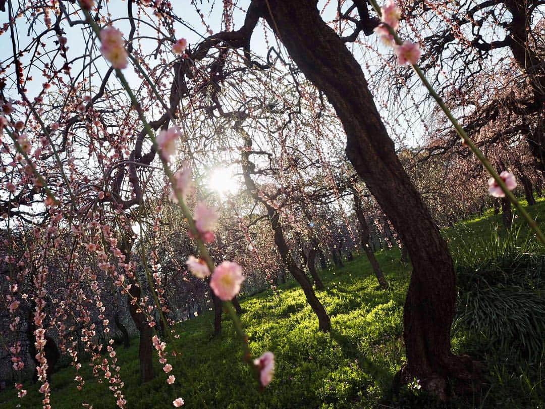 上山真未さんのインスタグラム写真 - (上山真未Instagram)「きょう、名古屋と岐阜の桜が開花🌸🌸🌸開花の知らせを聞くとなんだか嬉しくなります☺️💕 ・ ・ 写真は、梅の花を見に行ったときのもの♪ 最終的にはおやつに食べたジェラートに夢中に…！花より団子な上山です🍡 ・ ・ さて、 #ふるさとーク では「桜」の写真を募集しています✨これぞ！という一枚をぜひお寄せください🌸（応募は #ニュースone のHPか公式Twitterからできます！） #上山真未 #梅 #花より団子」3月22日 21時10分 - ueyama_mami
