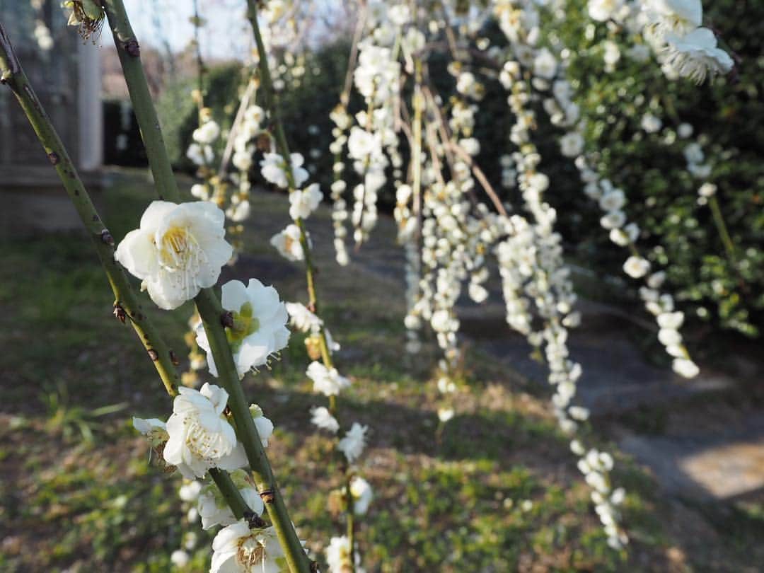 上山真未さんのインスタグラム写真 - (上山真未Instagram)「きょう、名古屋と岐阜の桜が開花🌸🌸🌸開花の知らせを聞くとなんだか嬉しくなります☺️💕 ・ ・ 写真は、梅の花を見に行ったときのもの♪ 最終的にはおやつに食べたジェラートに夢中に…！花より団子な上山です🍡 ・ ・ さて、 #ふるさとーク では「桜」の写真を募集しています✨これぞ！という一枚をぜひお寄せください🌸（応募は #ニュースone のHPか公式Twitterからできます！） #上山真未 #梅 #花より団子」3月22日 21時10分 - ueyama_mami